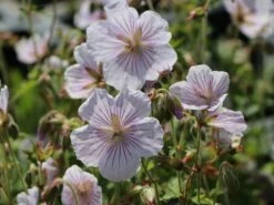 Storchschnabel 'Derrick Cook' -Günstiges Garten Zart Geschäft storchschnabel derrick cook m062131 w 9