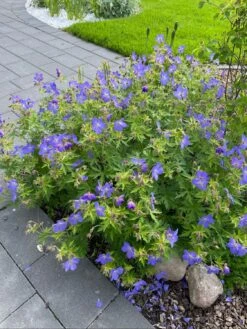 Storchschnabel 'Johnsons Blue' -Günstiges Garten Zart Geschäft storchschnabel johnsons blue m001627 1187108 0
