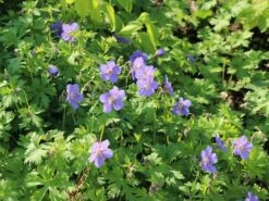 Storchschnabel 'Johnsons Blue' -Günstiges Garten Zart Geschäft storchschnabel johnsons blue m001627 w 0