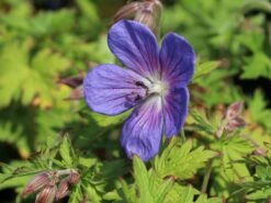 Storchschnabel 'Johnsons Blue' -Günstiges Garten Zart Geschäft storchschnabel johnsons blue m001627 w 3