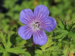 Storchschnabel 'Johnsons Blue' -Günstiges Garten Zart Geschäft storchschnabel johnsons blue m001627 w 4