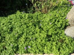 Storchschnabel 'Johnsons Blue' -Günstiges Garten Zart Geschäft storchschnabel johnsons blue m001627 w 6