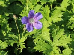 Storchschnabel 'Johnsons Blue' -Günstiges Garten Zart Geschäft storchschnabel johnsons blue m001627 w 7