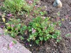 Storchschnabel 'Orkney Cherry' -Günstiges Garten Zart Geschäft storchschnabel orkney cherry m083402 361386 0