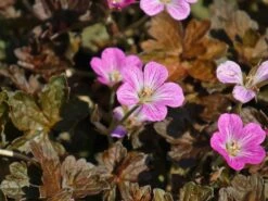 Storchschnabel 'Orkney Cherry' -Günstiges Garten Zart Geschäft storchschnabel orkney cherry m083402 w 0 1