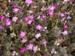 Storchschnabel 'Orkney Cherry' -Günstiges Garten Zart Geschäft storchschnabel orkney cherry m083402 w 0