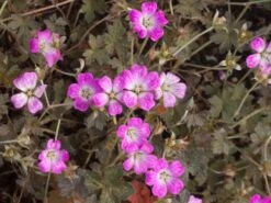 Storchschnabel 'Orkney Cherry' -Günstiges Garten Zart Geschäft storchschnabel orkney cherry m083402 w 1