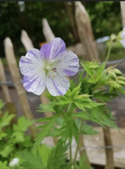 Storchschnabel 'Splish Splash' -Günstiges Garten Zart Geschäft storchschnabel splish splash m058632 426584 1