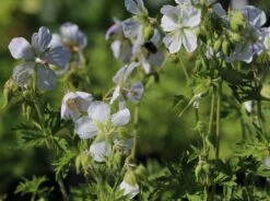 Storchschnabel 'Splish Splash' -Günstiges Garten Zart Geschäft storchschnabel splish splash m058632 w 0