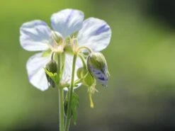 Storchschnabel 'Splish Splash' -Günstiges Garten Zart Geschäft storchschnabel splish splash m058632 w 2