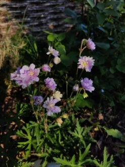 Storchschnabel 'Summer Skies' 9 Storchschnabel 'Summer Skies' -Günstiges Garten Zart Geschäft storchschnabel summer skies m080015 1401578 0
