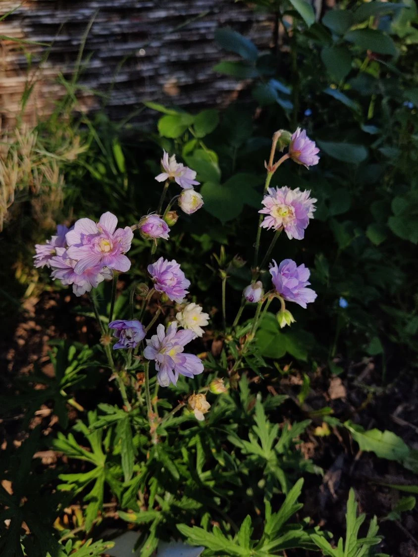 Storchschnabel 'Summer Skies' 6 Storchschnabel 'Summer Skies' – Bild 4