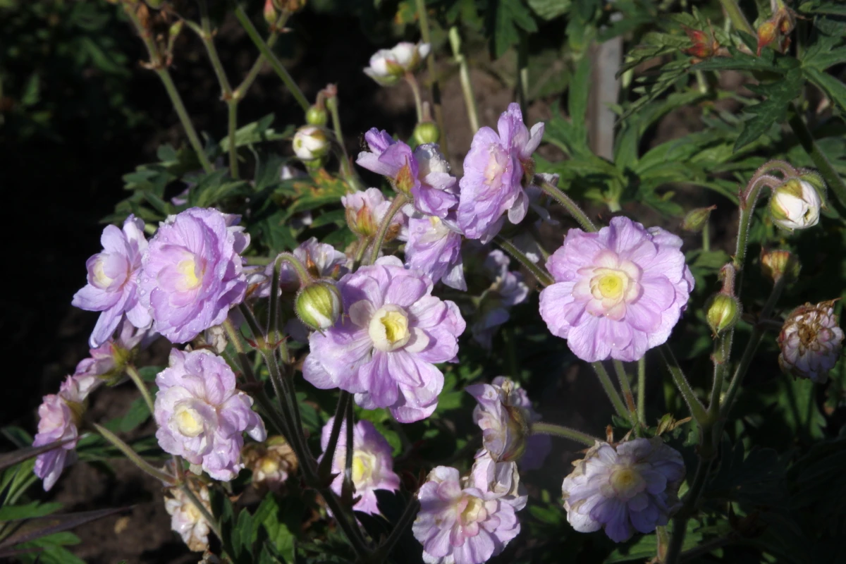 Storchschnabel 'Summer Skies' 5 Storchschnabel 'Summer Skies' – Bild 3