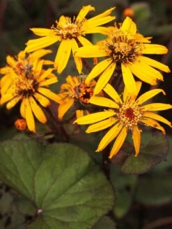 Strauß-Goldkolben 'Othello' -Günstiges Garten Zart Geschäft strauss goldkolben othello m075374 w 1