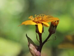 Strauß-Goldkolben 'Othello' -Günstiges Garten Zart Geschäft strauss goldkolben othello m075374 w 10