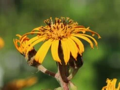 Strauß-Goldkolben 'Othello' -Günstiges Garten Zart Geschäft strauss goldkolben othello m075374 w 11