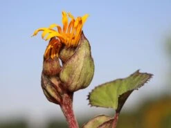 Strauß-Goldkolben 'Othello' -Günstiges Garten Zart Geschäft strauss goldkolben othello m075374 w 2