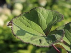 Strauß-Goldkolben 'Othello' -Günstiges Garten Zart Geschäft strauss goldkolben othello m075374 w 3