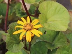 Strauß-Goldkolben 'Othello' -Günstiges Garten Zart Geschäft strauss goldkolben othello m075374 w 6