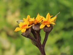 Strauß-Goldkolben 'Othello' -Günstiges Garten Zart Geschäft strauss goldkolben othello m075374 w 7