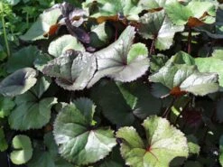 Strauß-Goldkolben 'Othello' -Günstiges Garten Zart Geschäft strauss goldkolben othello m075374 w 8