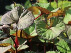 Strauß-Goldkolben 'Othello' -Günstiges Garten Zart Geschäft strauss goldkolben othello m075374 w 9