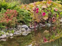 Sumpfeibisch Planet Griotte 'Tangri' -Günstiges Garten Zart Geschäft sumpfeibisch planet griotte tangri m099397 w 0