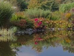 Sumpfeibisch Planet Griotte 'Tangri' -Günstiges Garten Zart Geschäft sumpfeibisch planet griotte tangri m099397 w 1