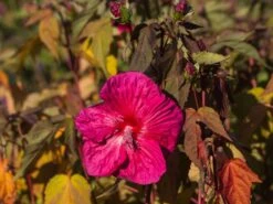 Sumpfeibisch Planet Griotte 'Tangri' -Günstiges Garten Zart Geschäft sumpfeibisch planet griotte tangri m099397 w 2