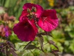 Sumpfeibisch Planet Griotte 'Tangri' -Günstiges Garten Zart Geschäft sumpfeibisch planet griotte tangri m099397 w 3