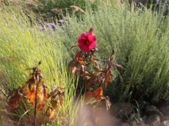 Sumpfeibisch Planet Griotte 'Tangri' -Günstiges Garten Zart Geschäft sumpfeibisch planet griotte tangri m099397 w 5