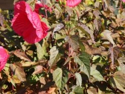 Sumpfeibisch Planet Griotte 'Tangri' -Günstiges Garten Zart Geschäft sumpfeibisch planet griotte tangri m099397 w 8