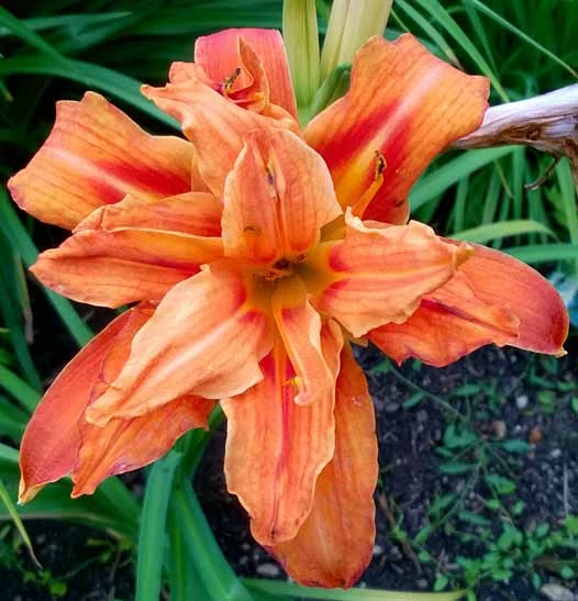 Taglilie 'Apricot Beauty' 7 Taglilie 'Apricot Beauty' – Bild 5