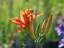 Taglilie 'Apricot Beauty'