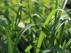 Taglilie 'Apricot Beauty' 9 Taglilie 'Apricot Beauty' -Günstiges Garten Zart Geschäft taglilie apricot beauty m058905 w 0