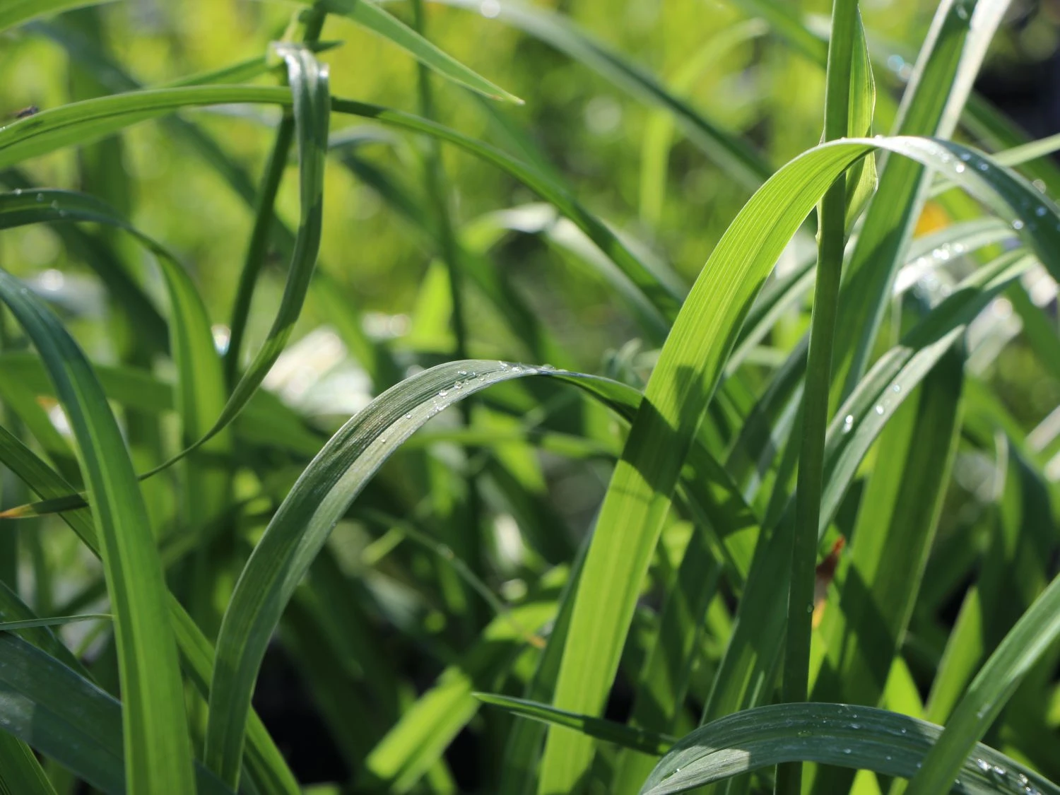 Taglilie 'Apricot Beauty' 5 Taglilie 'Apricot Beauty' – Bild 3