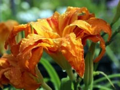 Taglilie 'Apricot Beauty' 10 Taglilie 'Apricot Beauty' -Günstiges Garten Zart Geschäft taglilie apricot beauty m058905 w 1