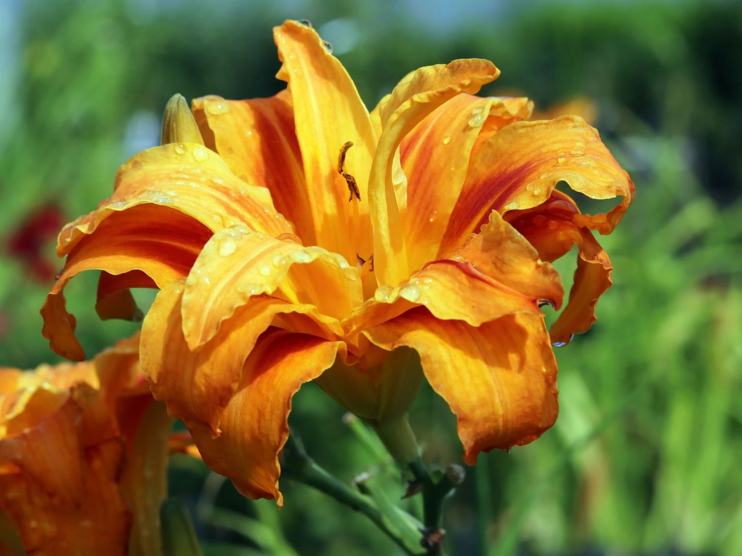 Taglilie 'Apricot Beauty' 4 Taglilie 'Apricot Beauty' – Bild 2