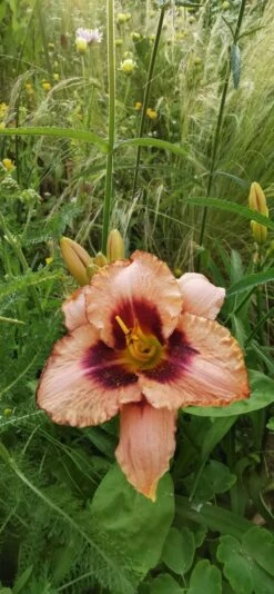 Taglilie 'Daring Deception' -Günstiges Garten Zart Geschäft taglilie daring deception m058817 956166 0