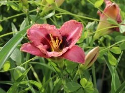 Taglilie 'Daring Deception' -Günstiges Garten Zart Geschäft taglilie daring deception m058817 w 0