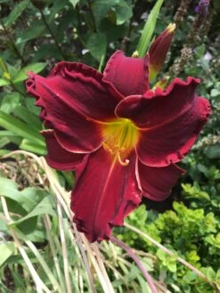 Taglilie 'Ed Murray' -Günstiges Garten Zart Geschäft taglilie ed murray m058819 193676 0