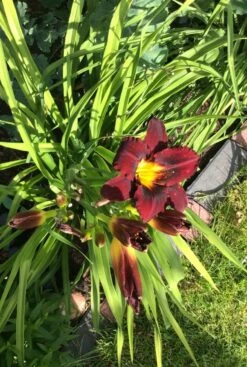 Taglilie 'Ed Murray' -Günstiges Garten Zart Geschäft taglilie ed murray m058819 809284 0