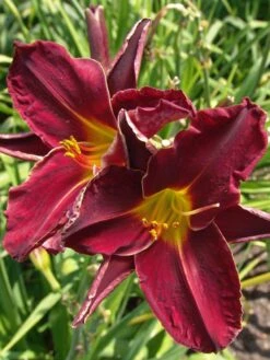 Taglilie 'Ed Murray' -Günstiges Garten Zart Geschäft taglilie ed murray m058819 w 1