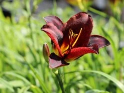 Taglilie 'Ed Murray' -Günstiges Garten Zart Geschäft taglilie ed murray m058819 w 2