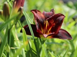 Taglilie 'Ed Murray' -Günstiges Garten Zart Geschäft taglilie ed murray m058819 w 3