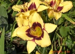 Taglilie 'El Desperado' -Günstiges Garten Zart Geschäft taglilie el desperado m058821 676001 0