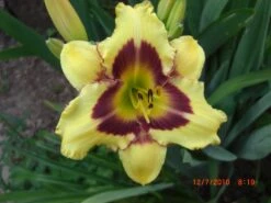 Taglilie 'El Desperado' -Günstiges Garten Zart Geschäft taglilie el desperado m058821 676001 0