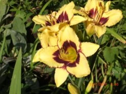 Taglilie 'El Desperado' -Günstiges Garten Zart Geschäft taglilie el desperado m058821 676001 1