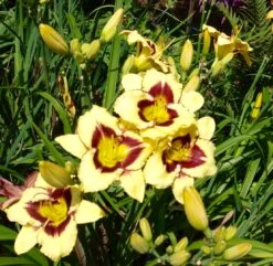 Taglilie 'El Desperado' -Günstiges Garten Zart Geschäft taglilie el desperado m058821 676001 1