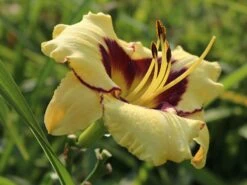 Taglilie 'El Desperado'